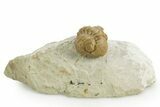 Enrolled Kainops Trilobite - Black Cat Mountain, Oklahoma #376951-3